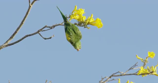Little parrot darts downwards