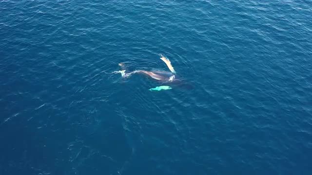 Single Playful &amp; Moving Humpback Whale - Norway 01