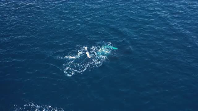 Single Playful &amp; Moving Humpback Whale - Norway 05