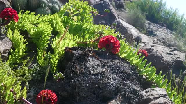 The famous garra de león, is a exclusive flower of Chile