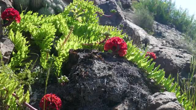 The famous garra de león, is a exclusive flower of Chile
