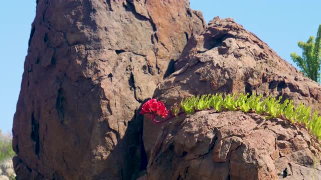 The famous garra de león, is a exclusive flower of Chile