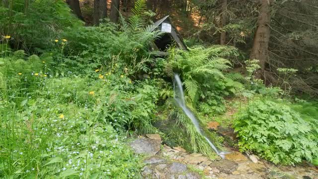 Forest spring 8K
