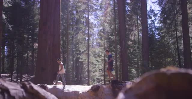 Friends walking through a sequoia forest