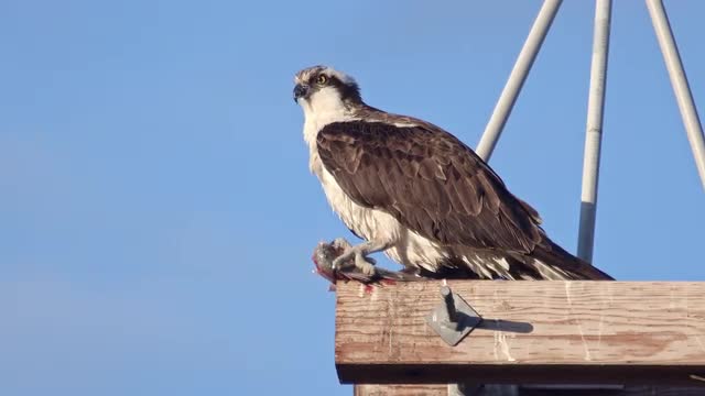 Osprey holding fish sitting on pole