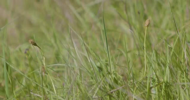 Green grass blowing in the wind