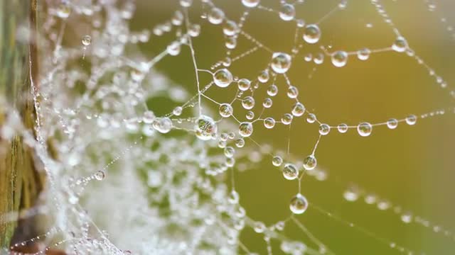 Spider web with water droplets and wind blowing
