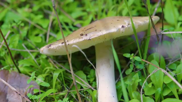 White mushroom and green grass