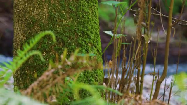 Tree trunk and stream running in background