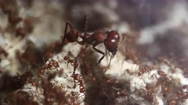 Huge major leafcutter ant stands guard among minim and minor ants at work