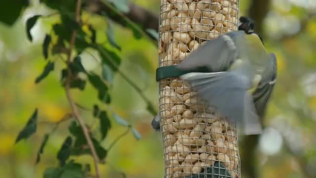 Tits on bird feeder