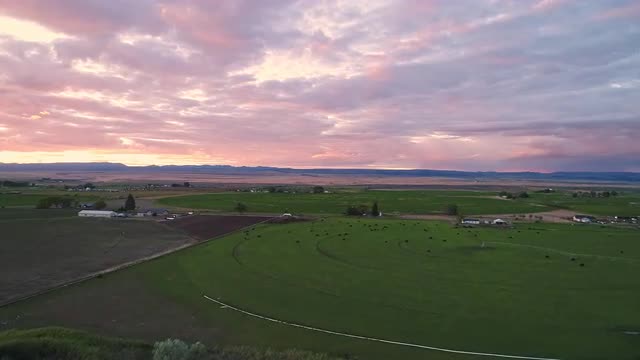 Colorful sunset from aerial view flying over farmers field with cows