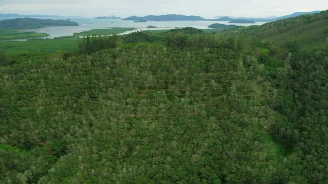 Aerial view Rubber tree plantations mangrove forests, Thailand,