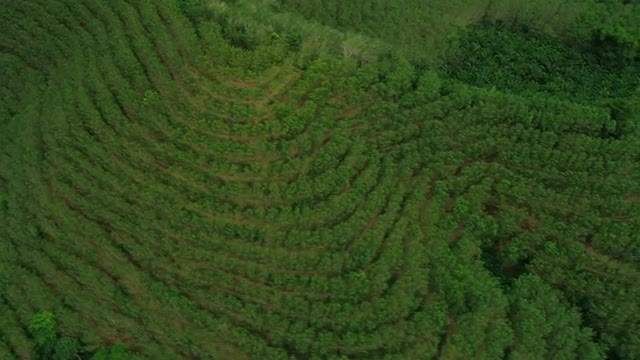 Aerial view Rubber tree plantations mangrove forests, Thailand,