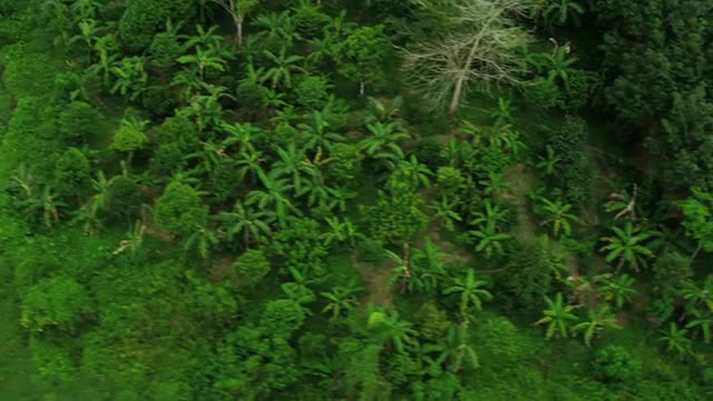 Aerial view Rubber tree plantations mangrove forests, Thailand,