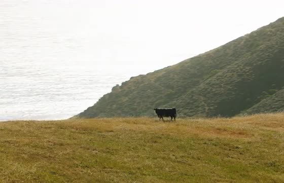 Aerial Shot of a Cow Grazing on the California Coastline