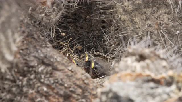 Rufous-necked Sparrow in natural behavior with its chicks in the nest