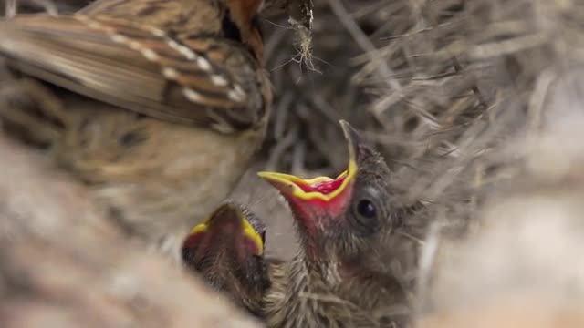 Rufous-necked Sparrow in natural behavior with its chicks in the nest