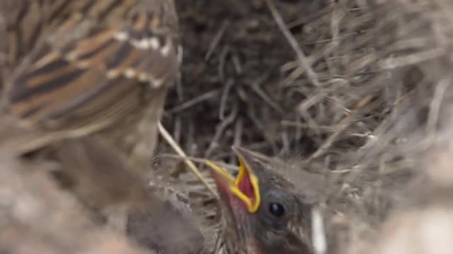 Rufous-necked Sparrow in natural behavior with its chicks in the nest