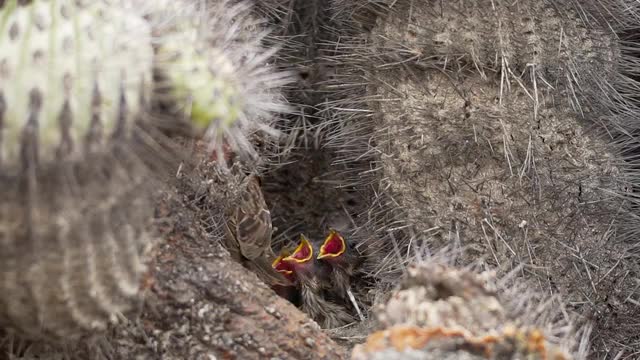 Rufous-necked Sparrow in natural behavior with its chicks in the nest