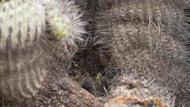 Rufous-necked Sparrow in natural behavior with its chicks in the nest