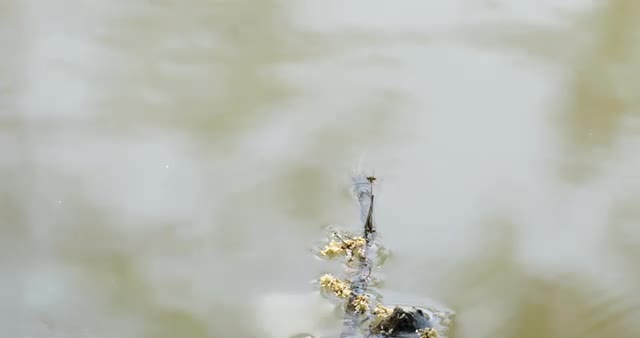 Damselflies mating on water surface
