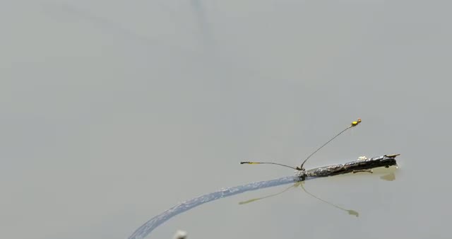 Matting Damselflies land on twig in water