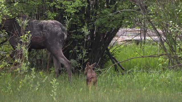 Moose with newborn calf in tall green grass as they walk into the brush