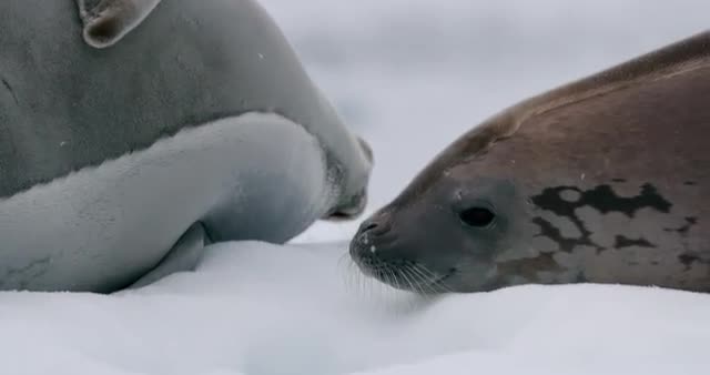 Crabeater Seals on snow