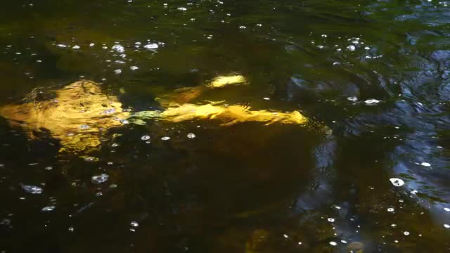 boy swimming underwater in river