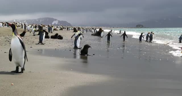 Flock of King penguins and southern elephant seals