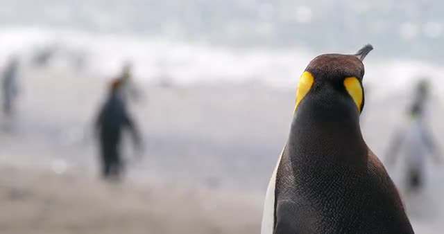 King penguins on coast