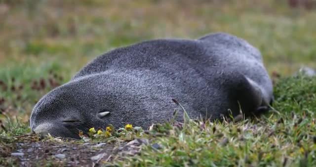 Southern elephant seal sleeping on grass