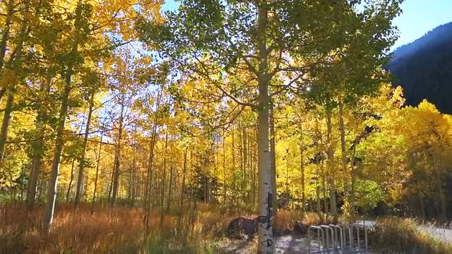 Maroon Bells Aspen, Colorado forest with autumn fall yellow foliage slowmo