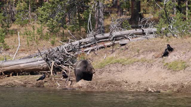 Grizzly Bear along the Yellowstone River with Elk carcass it has buried