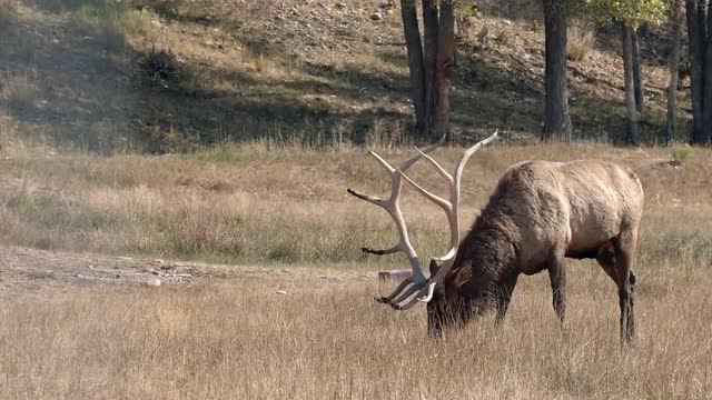 Two Bull Elk in grassy field in Wyoming