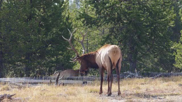 Bull Elk standing in grassy field shaking its head