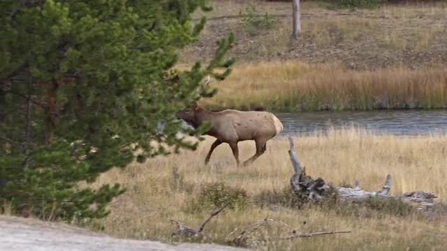 Bull Elk chasing after cow elk as it herds it in Yellowstone