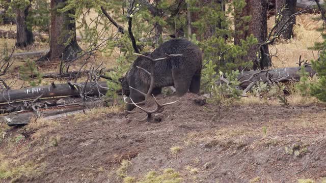 Collard Grizzly Bear charging while burring its Elk carcass