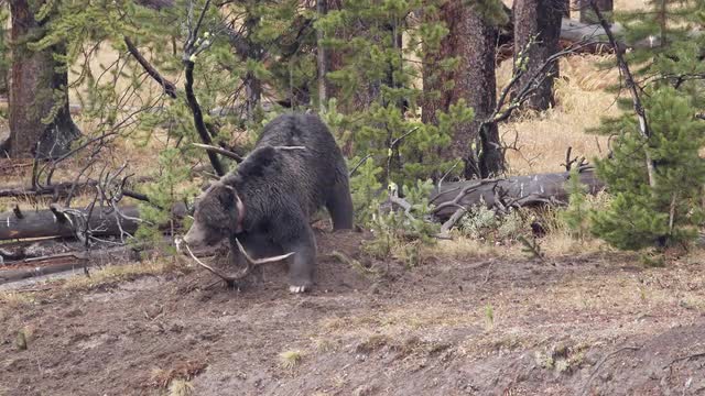 Grizzly bear guarding Bull Elk carcass as it scrapes dirt on it