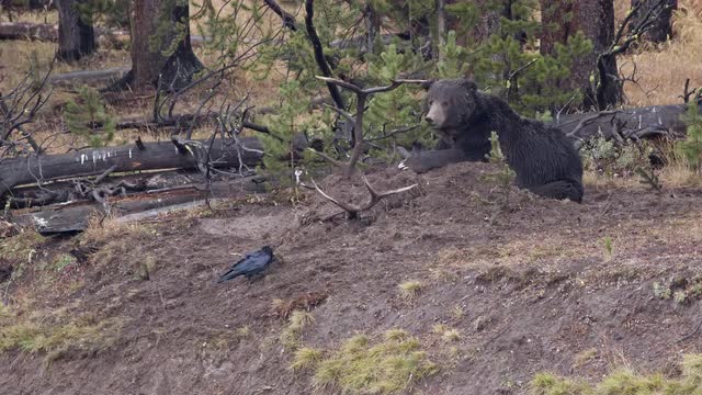 Grizzly Bear laying on top of Elk carcass it has buried in the dirt