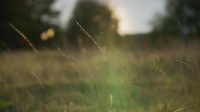 Close up shot of grass blowing in the wind