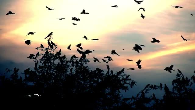 Birds Take Flight Mid-Wide