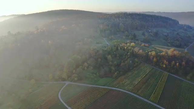 aerial view on vineyard in autumn