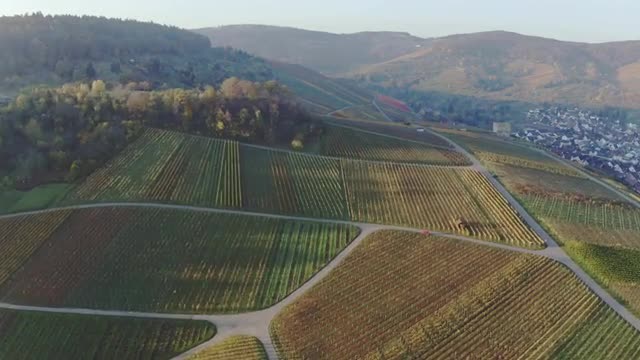aerial view on vineyard in autumn