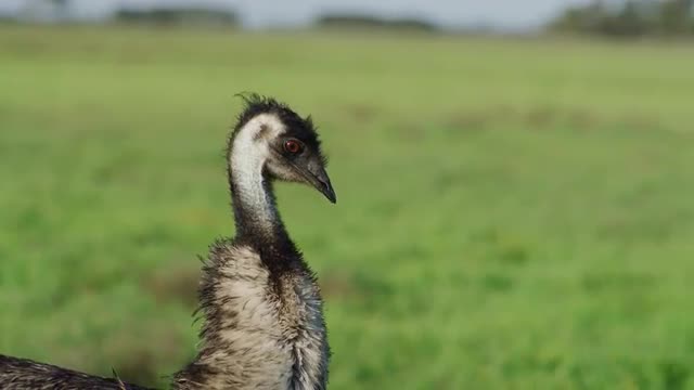 Australian Emu