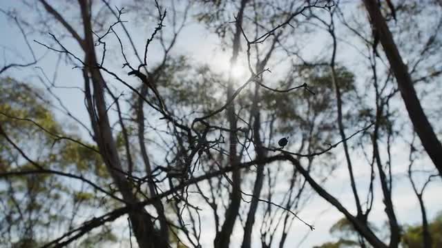 Sun through sticks and branches