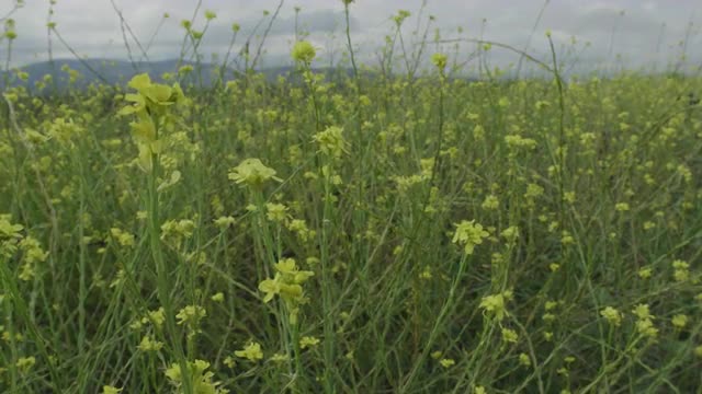Canola (Rapeseed) Field