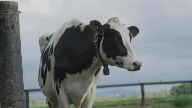 Dairy Cow