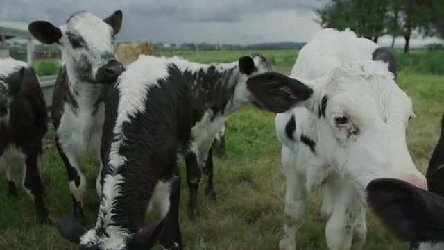 Young Dairy Calfs